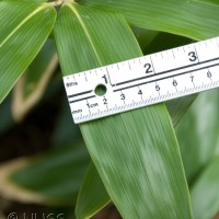 Broad-leaved Bamboo